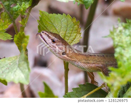 Lizard sticking its tongue out downwards 128126975
