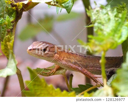 Lizard looking here 128126977
