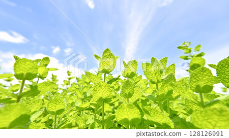 蘋果薄荷 128126991