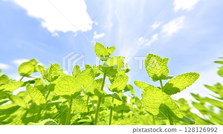 蘋果薄荷 128126992