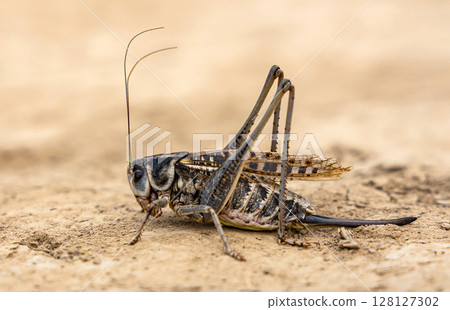 Grasshopper with long legs close-up, on sandy ground, side view Grasshopper with long legs close-up, on sandy ground, side view 128127302