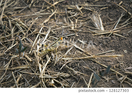 Grasshopper with bright orange eyes camouflaged in dry grass Grasshopper with bright orange eyes camouflaged in dry grass 128127303