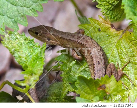 Lizard peering into the shade 128127345