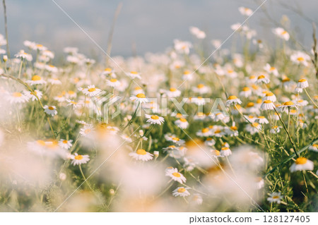 Daisies field summer: Wild white daisies bloom on meadow in sunny weather for natural beauty. Daisies field summer: Wild white daisies bloom on meadow in sunny weather for natural beauty. 128127405