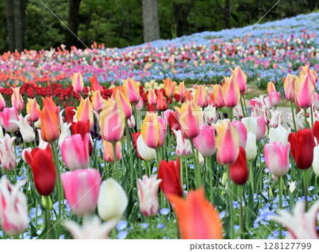 Tulip in Manno Park 128127799