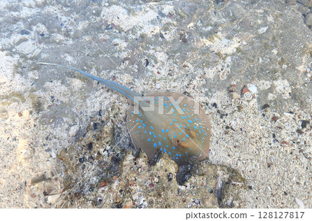 A small stingray swims near the sandy ocean floor. The water is clear, revealing pebbles and rocks beneath the surface A small stingray swims near the sandy ocean floor. The water is clear, revealing pebbles and rocks beneath the surface 128127817