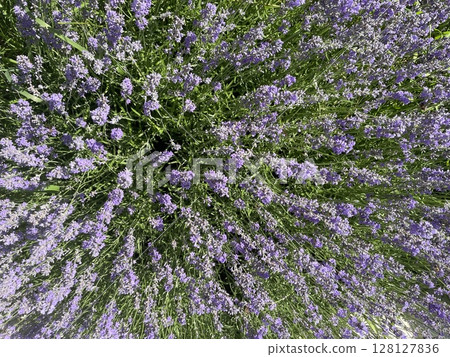 Blooming lavender flowers in summer field 128127836