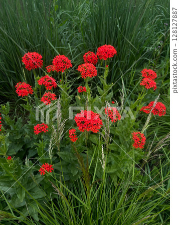 Lychnis chalcedonica or Silene chalcedonica Vibrant red flowers blooming abundantly in a lush green garden, showcasing nature's beauty and the essence of springtime growth, gardening and greenery Lychnis chalcedonica or Silene chalcedonica Vibrant red flowers blooming abundantly in a lush green garden, showcasing nature's beauty and the essence of springtime growth, gardening and greenery 128127887