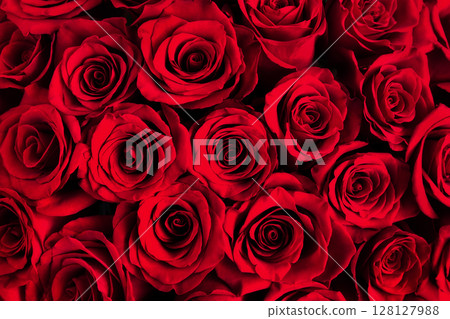 Beautiful background of dark red roses. Red roses close up. 128127988