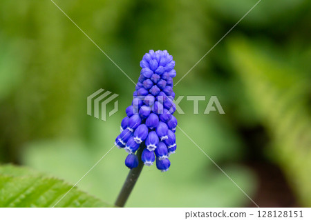 Armenian Viper Bow. Armenian mouse hyacinth. Muscari is Armenian. Muscari armeniacum Armenian Viper Bow. Armenian mouse hyacinth. Muscari is Armenian. Muscari armeniacum 128128151