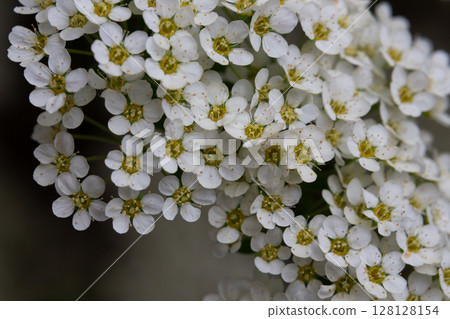 Bird cherry branch with white flowers - Latin name - Prunus padus Bird cherry branch with white flowers - Latin name - Prunus padus 128128154