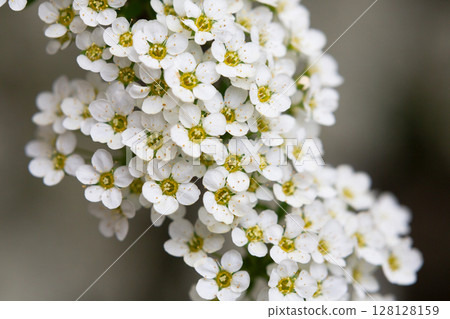 Bird cherry branch with white flowers - Latin name - Prunus padus Bird cherry branch with white flowers - Latin name - Prunus padus 128128159