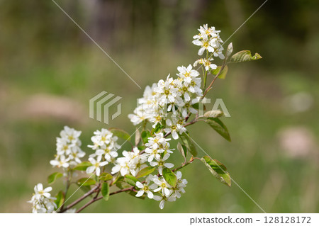 White flowers blooming bird cherry. Bird Cherry Tree in Blossom. Close-up of a Flowering Prunus padus Tree with White Little Blossoms. 128128172