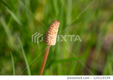 Close-up photo of a fertile shoot (sporangium) of common horsetail (Equisetum arvense). A horsetail flower in a meadow Close-up photo of a fertile shoot (sporangium) of common horsetail (Equisetum arvense). A horsetail flower in a meadow 128128194