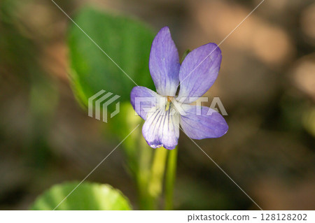 A close-up shot of a light blue dog-violet (Viola Canina) 128128202