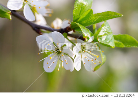 Blossoms of a sea buckthorn bush in the sun Blossoms of a sea buckthorn bush in the sun 128128204