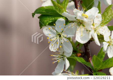 Blossoms of a sea buckthorn bush in the sun Blossoms of a sea buckthorn bush in the sun 128128211