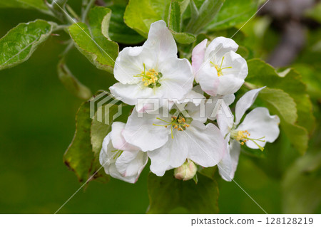 Flowering tree. Apple tree branch with flowers on a blurred background 128128219