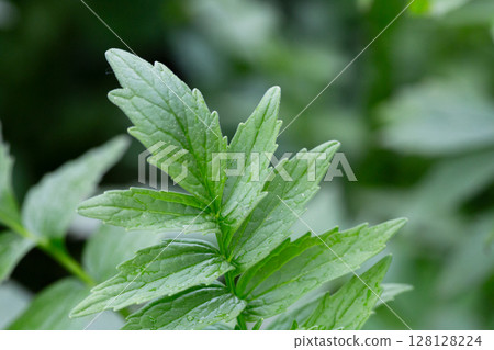 Valerian (Valeriana officinalis). Close-up of the green leaves of valerian, a medicinal herb. 128128224