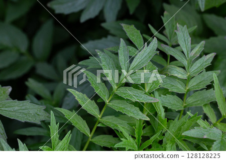 Valerian (Valeriana officinalis). Close-up of the green leaves of valerian, a medicinal herb. Valerian (Valeriana officinalis). Close-up of the green leaves of valerian, a medicinal herb. 128128225