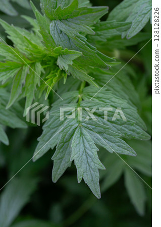 Valerian (Valeriana officinalis). Close-up of the green leaves of valerian, a medicinal herb. Valerian (Valeriana officinalis). Close-up of the green leaves of valerian, a medicinal herb. 128128226