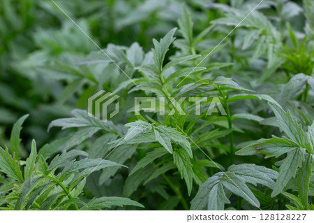 Valerian (Valeriana officinalis). Close-up of the green leaves of valerian, a medicinal herb. 128128227