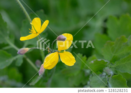 Celandine (Chelidonium majus) with leaves and yellow flowers, growing in the wild close up 128128231