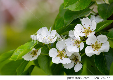 Beautiful pear tree flowers in spring. White bloom of a pear tree. Close up 128128236
