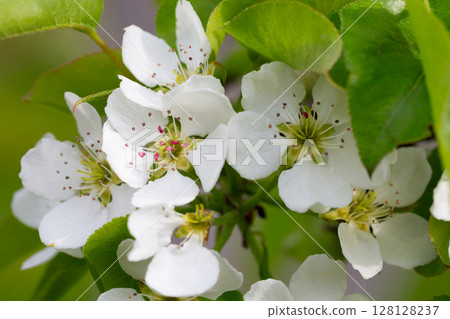 Beautiful pear tree flowers in spring. White bloom of a pear tree. Close up 128128237