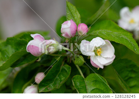 Flowering tree. Apple tree branch with flowers on a blurred background Flowering tree. Apple tree branch with flowers on a blurred background 128128245