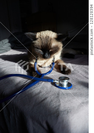 Siamese cat relaxing with stethoscope on bed in sunlight 128128394