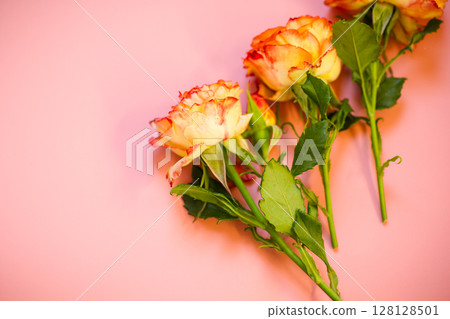 Orange rose with red tint on pink background Orange rose with red tint on pink background 128128501