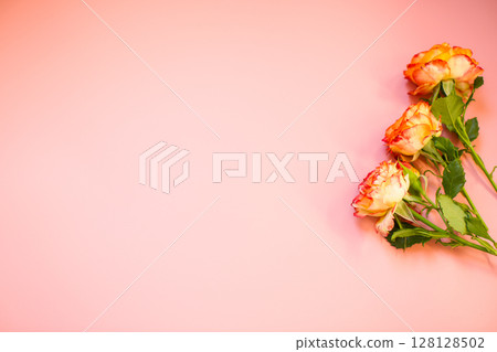 Macro photography of bright rose in studio isolation Macro photography of bright rose in studio isolation 128128502