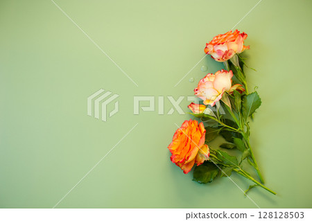 Orange rose with red tint on green background Orange rose with red tint on green background 128128503