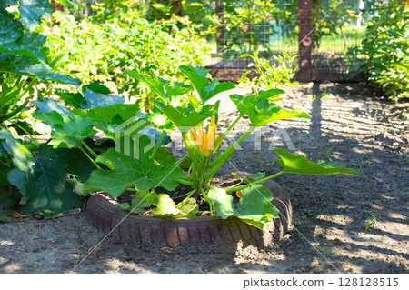 Sunny summer day in a vegetable garden with zucchini 128128515