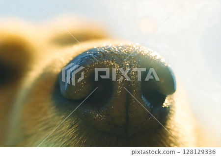 Close-up of a Wet Golden Retrievers Nose 128129336