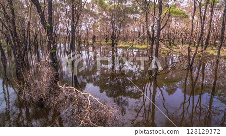 Aerial view of Burnt Swamp After Wildfire Aerial view of Burnt Swamp After Wildfire 128129372