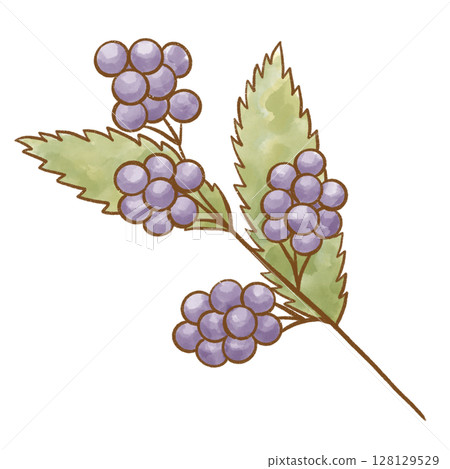紫色漿果和葉子的水彩插圖（紫式部）| 秋季植物圖案材料 128129529