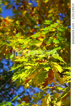 oak leaves, golden autumn oak leaves, golden autumn 128129814