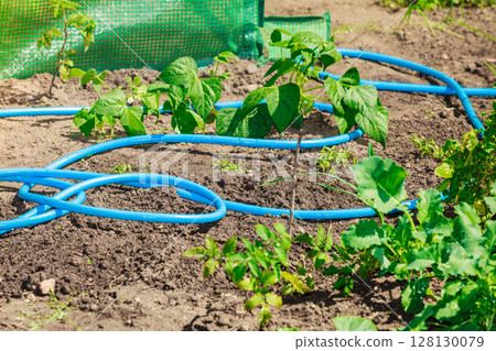 Blue plastic sprayer for gardening 128130079