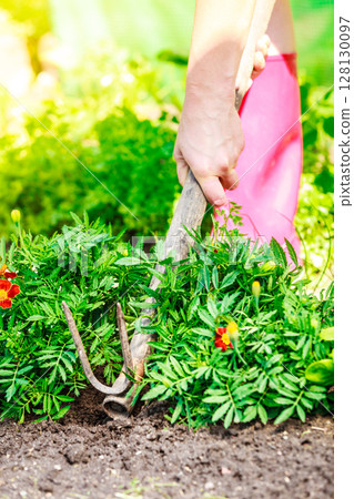 Closeup female hands holds spade replanting flowers 128130097