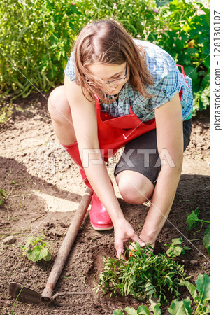 woman gardener replanting flowers 128130107