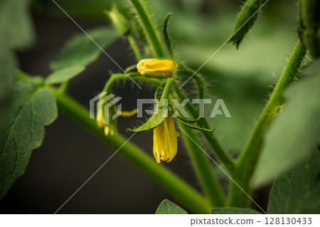 yellow flower on young tomato plant yellow flower on young tomato plant 128130433