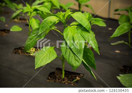young pepper plant close-up on agrofibre in a greenhouse young pepper plant close-up on agrofibre in a greenhouse 128130435