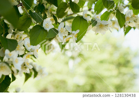 Light branch of blooming jasmine on a blurry background Light branch of blooming jasmine on a blurry background 128130438