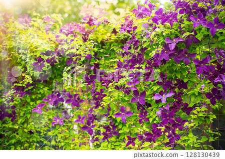 Close-up of purple flower petals in the garden Close-up of purple flower petals in the garden 128130439