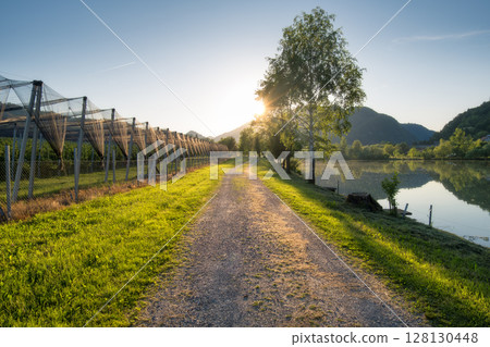 Gravel road passing by an apple orchard at sunrise near a lake 128130448