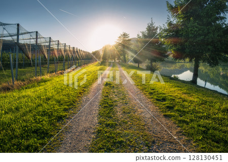 Sun shining over gravel road next to orchard and lake in summer 128130451