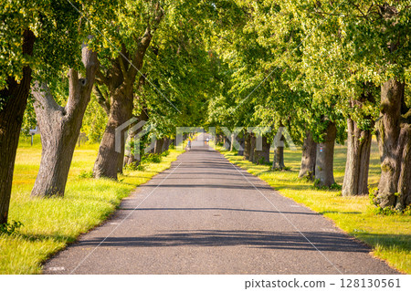 A peaceful lane lined with tall deciduous trees creates a serene atmosphere. Sunlight filters through the leaves, enhancing the nature of the inviting summer day. A person strolls along the road. 128130561