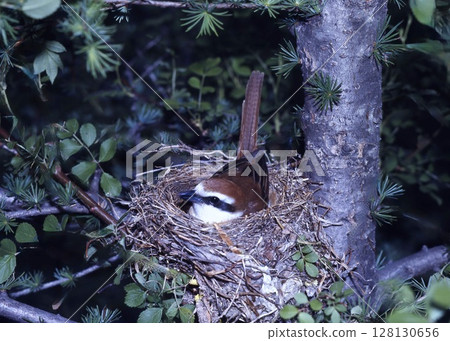A brown shrike builds a nest in the bright forest on the plateau. A brown shrike builds a nest in the bright forest on the plateau. 128130656
